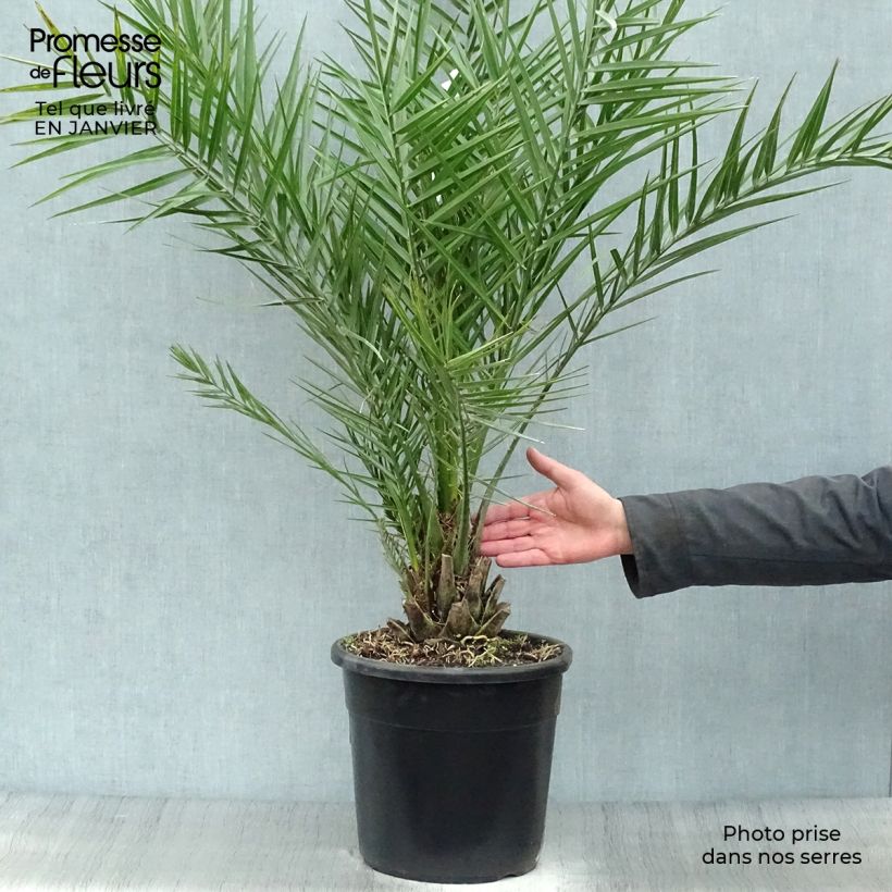 Example of Phoenix dactylifera - Echte Dattelpalme Topf mit 7,5L/10L as you get in hiver