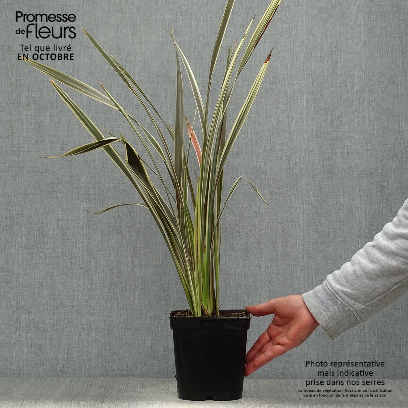 Exemplar von Phormium tenax Alison Blackman Topf mit 3L/4L wie im Herbst geliefert