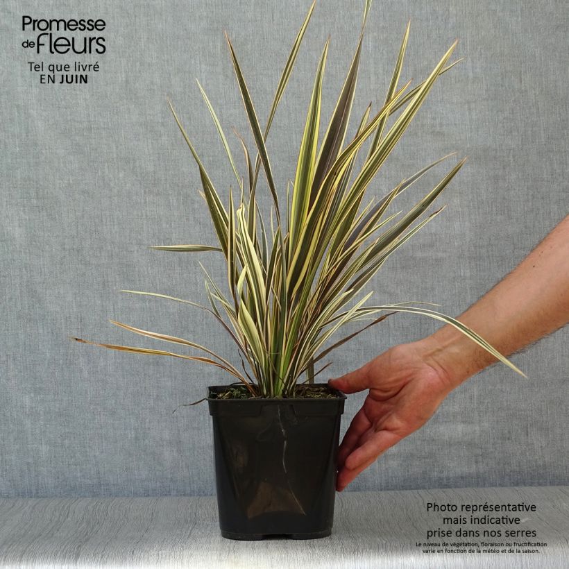 Exemplar von Phormium tenax Alison Blackman Topf mit 3L/4L wie im Sommer geliefert