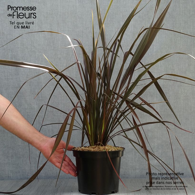 Example of Phormium tenax Dark Delight Topf mit 4L/5L as you get in printemps