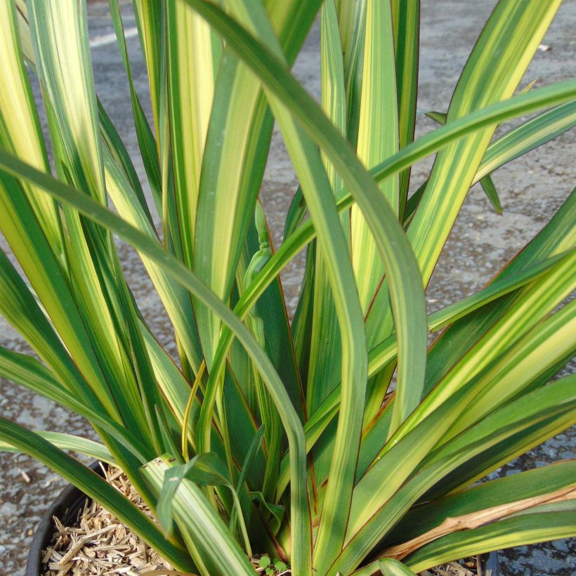 Phormium tenax Golden Ray (Foliage)