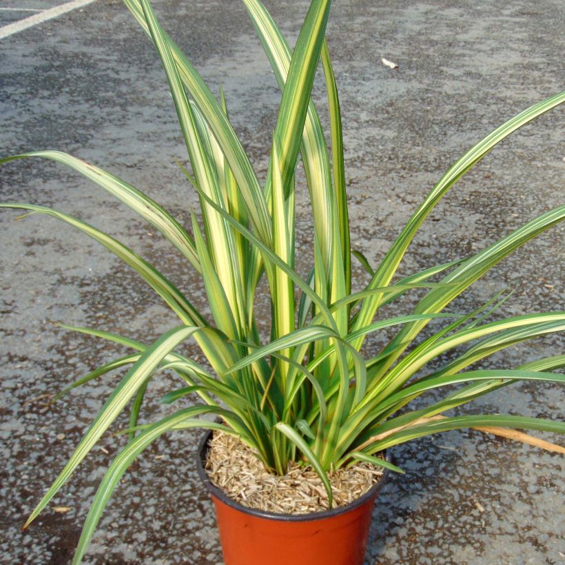 Phormium tenax Golden Ray (Plant habit)