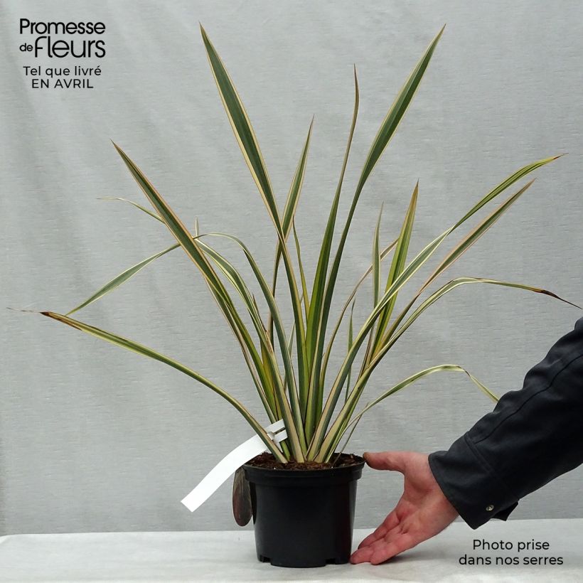 Example of Phormium tenax Golden Ray Topf mit 2L/3L as you get in printemps