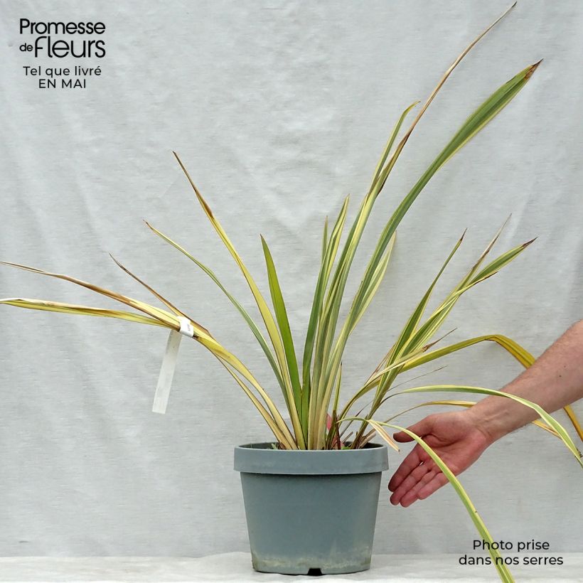 Example of Phormium tenax Golden Ray Topf mit 7,5L/10L as you get in printemps