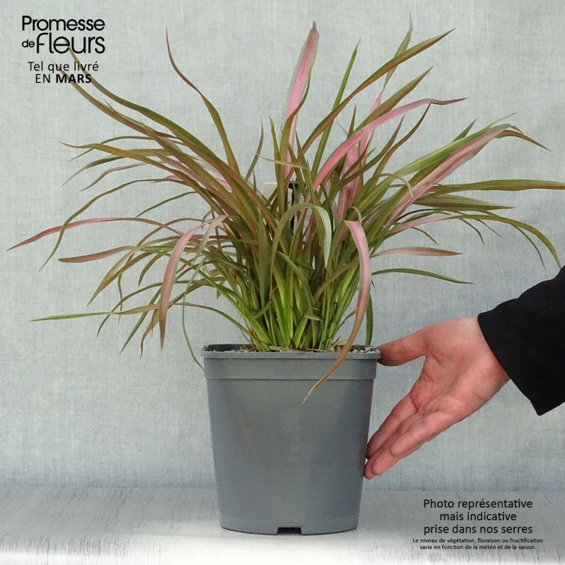 Example of Phormium tenax Jester Topf mit 3L/4L as you get in printemps