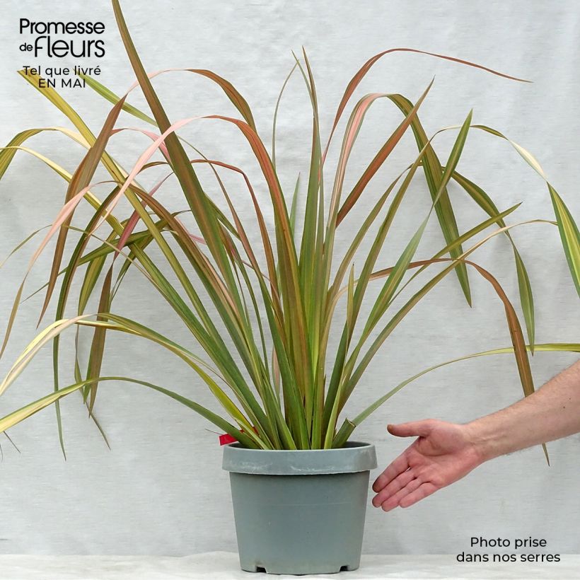 Example of Phormium tenax Jester Topf mit 7,5L/10L as you get in printemps