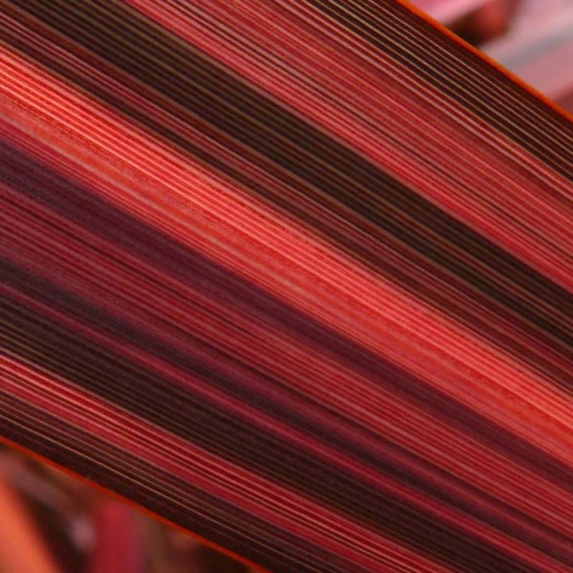 Phormium tenax Margaret Jones (Foliage)