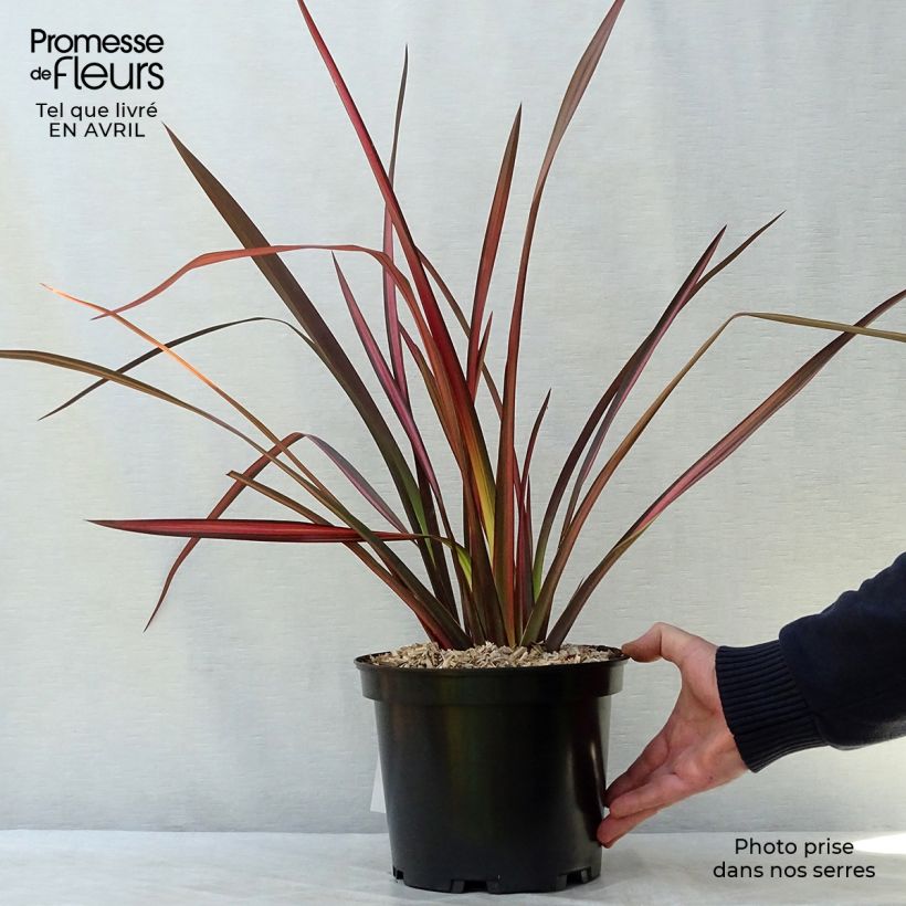 Example of Phormium tenax Margaret Jones Topf mit 4L/5L as you get in printemps