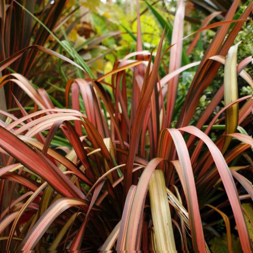Phormium tenax Pink Panther (Foliage)