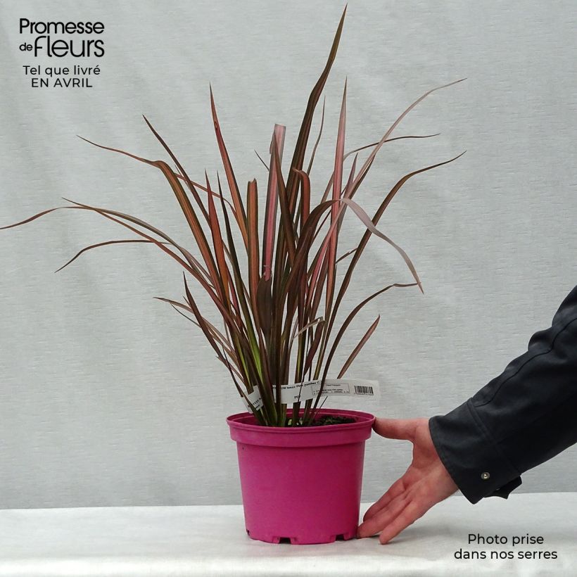 Example of Phormium tenax Pink Panther Topf mit 2L/3L as you get in printemps