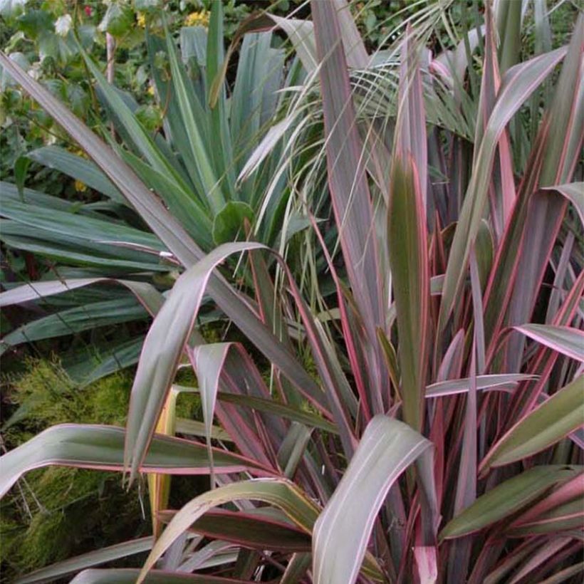 Phormium tenax Pink Stripe (Plant habit)