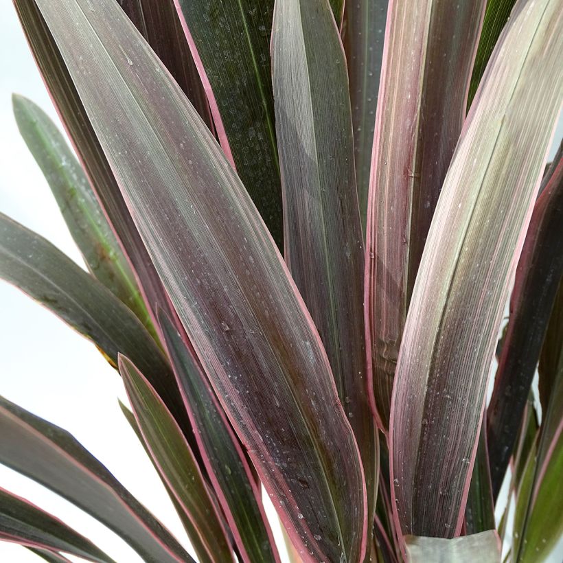Phormium tenax Pink Stripe (Foliage)