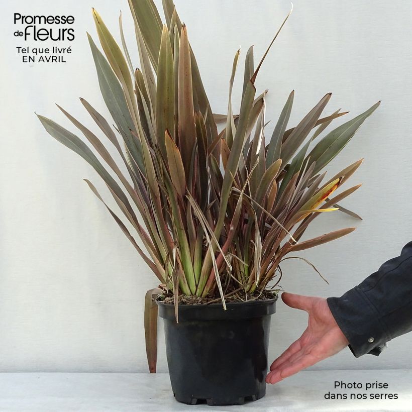 Example of Phormium tenax Pink Stripe Topf mit 3L/4L as you get in printemps