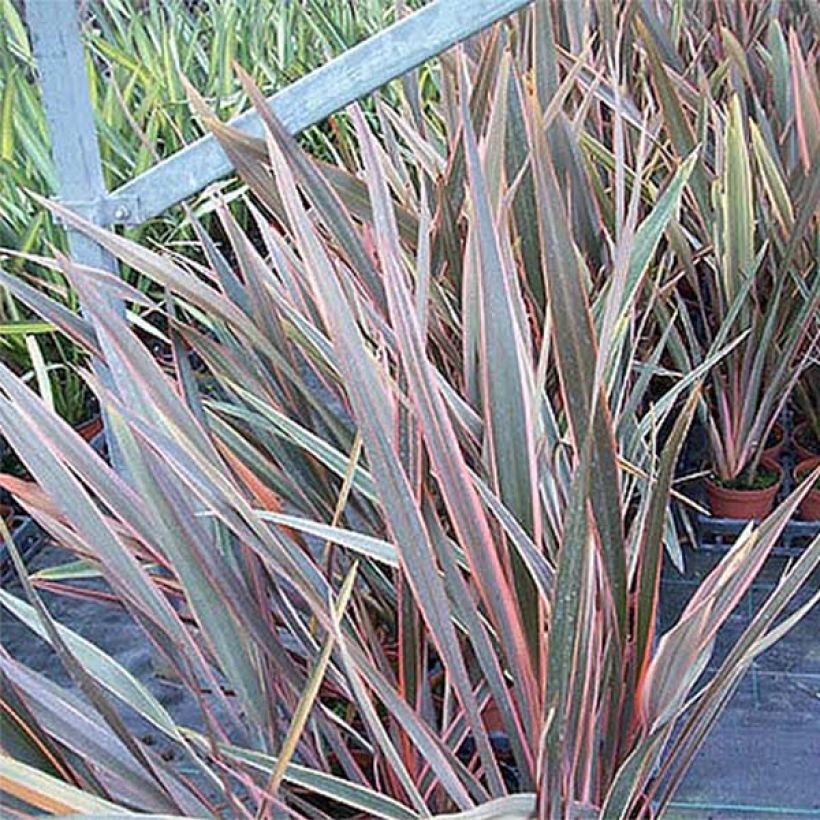 Phormium tenax Rainbow Queen (Foliage)