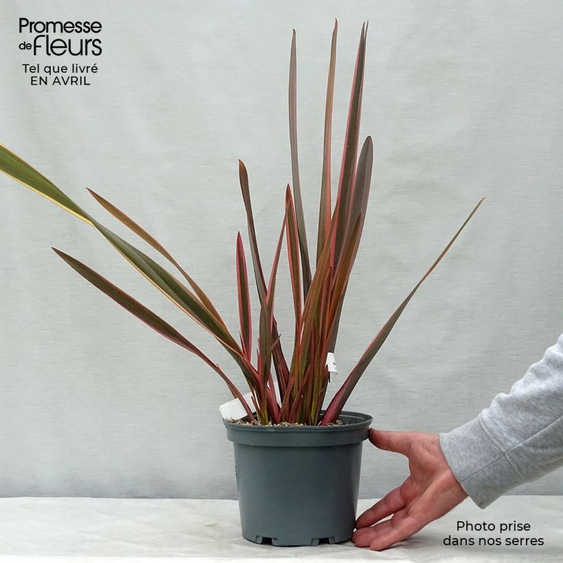Example of Phormium tenax Rainbow Queen Topf mit 2L/3L as you get in printemps