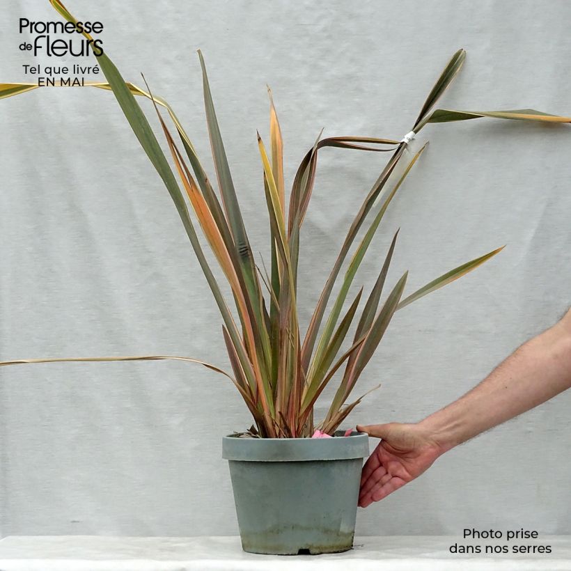 Example of Phormium tenax Rainbow Queen Topf mit 7,5L/10L as you get in printemps