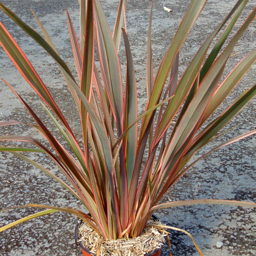 Phormium tenax Sundowner (Wuchs)