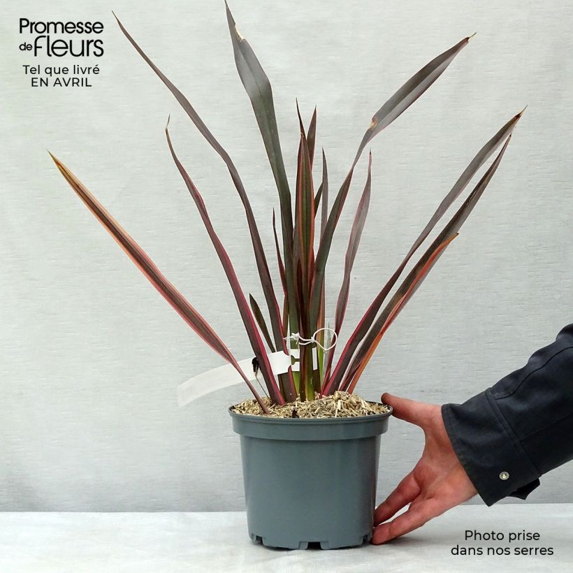 Exemplar von Phormium tenax Sundowner Topf mit 2L/3L wie im Frühjahr geliefert