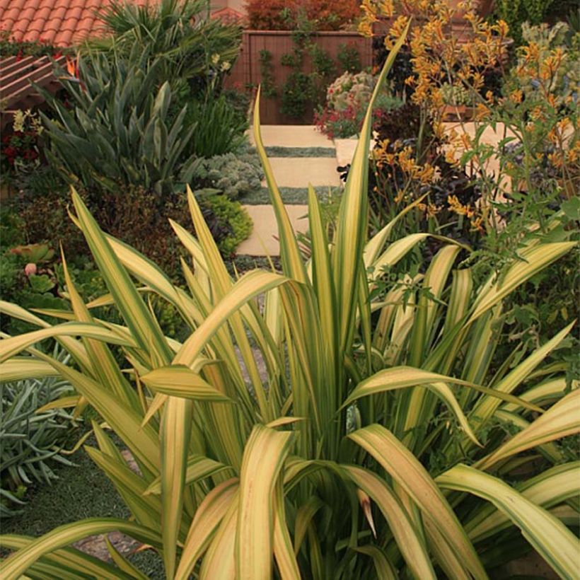 Phormium tenax Yellow Wave (Foliage)