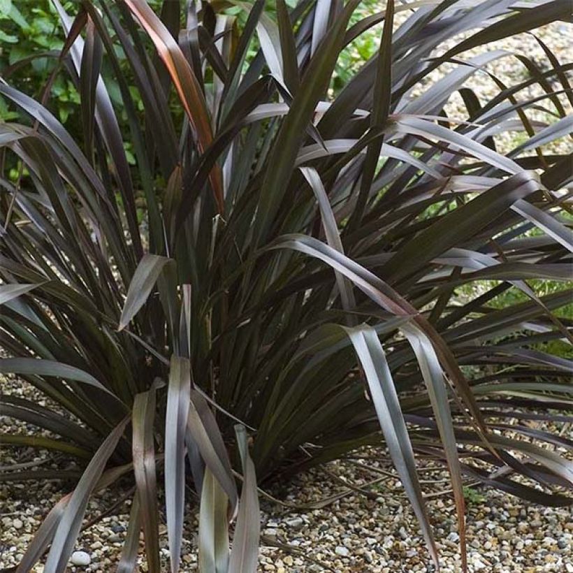 Phormium cookianum Black adder (Wuchs)