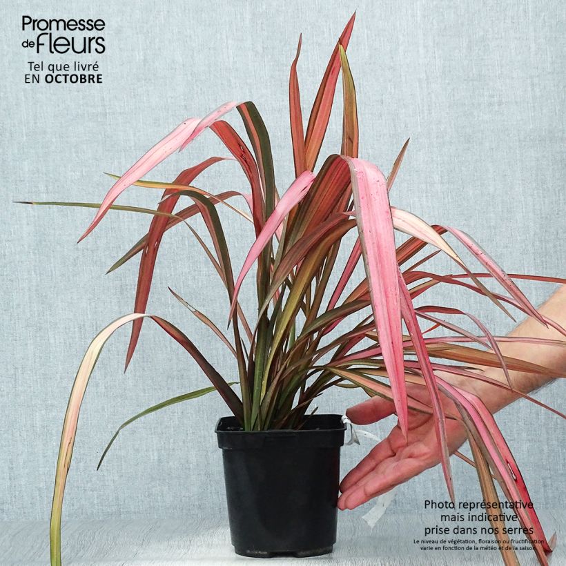 Exemplar von Phormium cookianum Maori Maiden Topf mit 3L/4L wie im Herbst geliefert