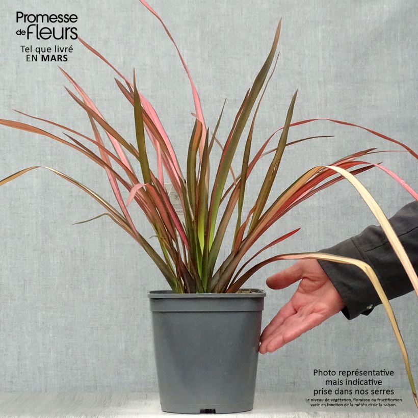 Example of Phormium cookianum Maori Maiden Topf mit 3L/4L as you get in printemps