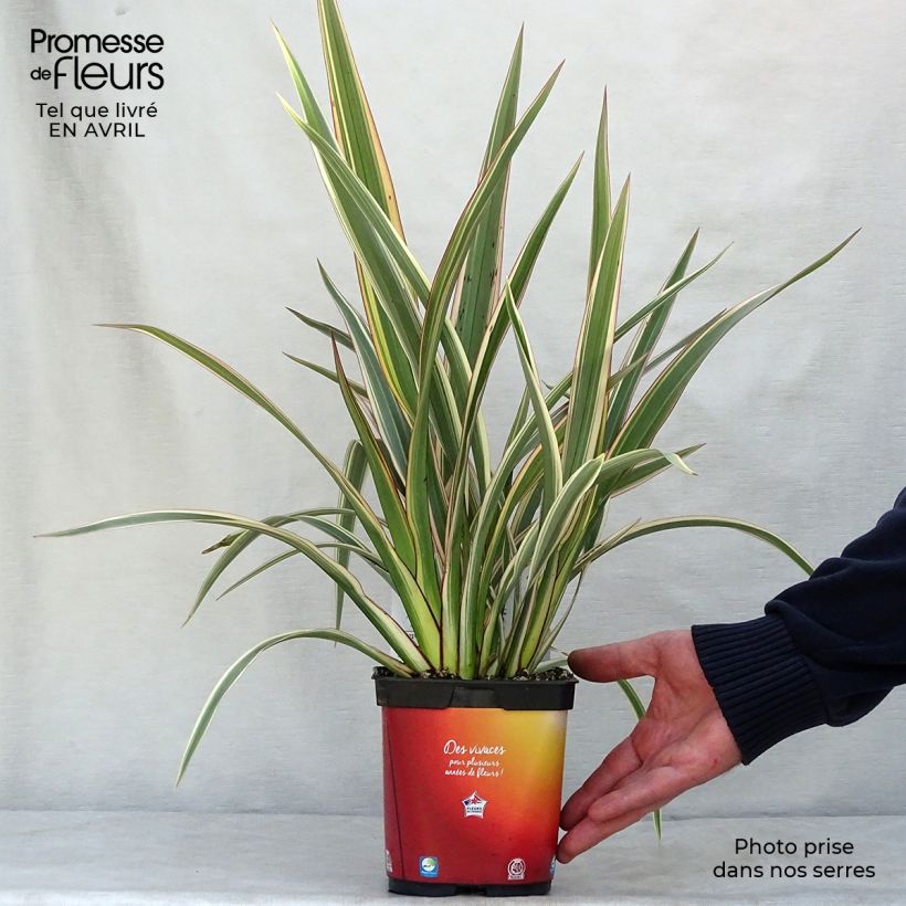 Exemplar von Phormium cookianum subsp. hookeri Tricolor Topf mit 1,5L/2L wie im Frühjahr geliefert