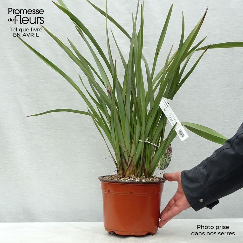 Example of Phormium tenax - Neuseeländischer Flachs Topf mit 2L/3L as you get in printemps