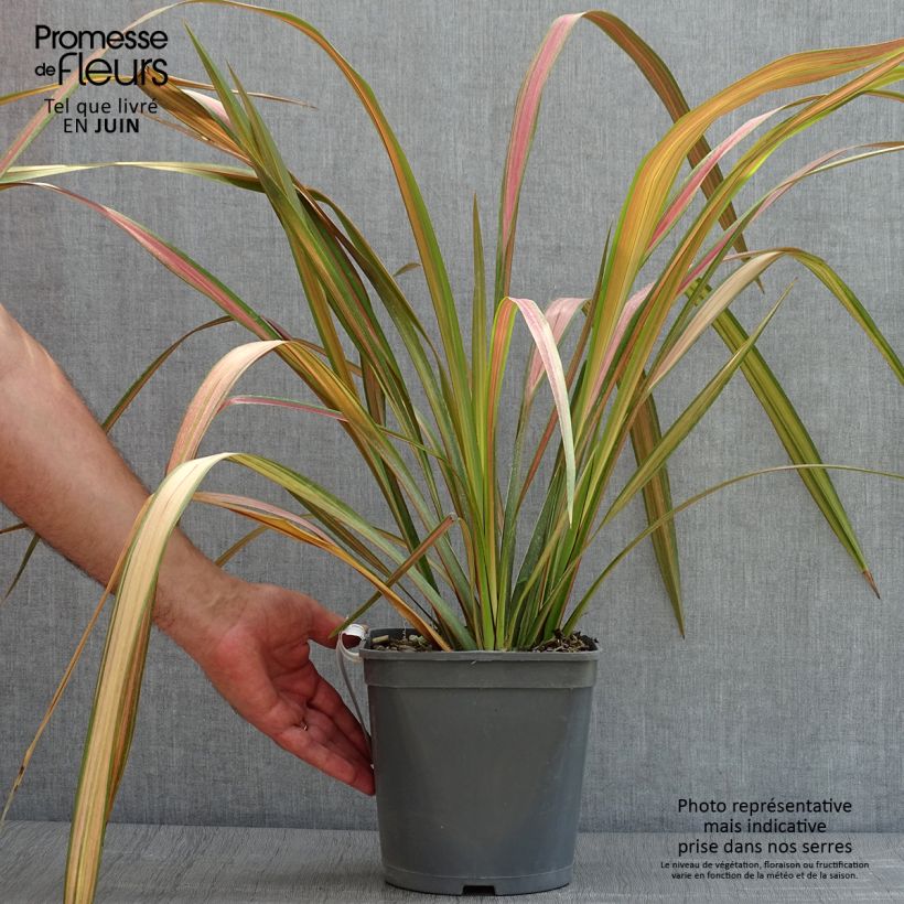 Exemplar von Phormium tenax - Neuseeländischer Flachs Topf mit 4L/5L wie im Sommer geliefert