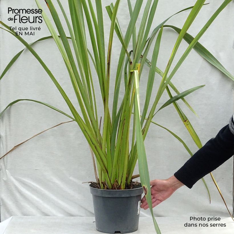 Example of Phormium tenax - Neuseeländischer Flachs Topf mit 7,5L/10L as you get in printemps