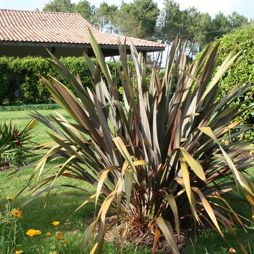 Phormium tenax Purpureum - Roter Neulseeländischer Flachs (Wuchs)