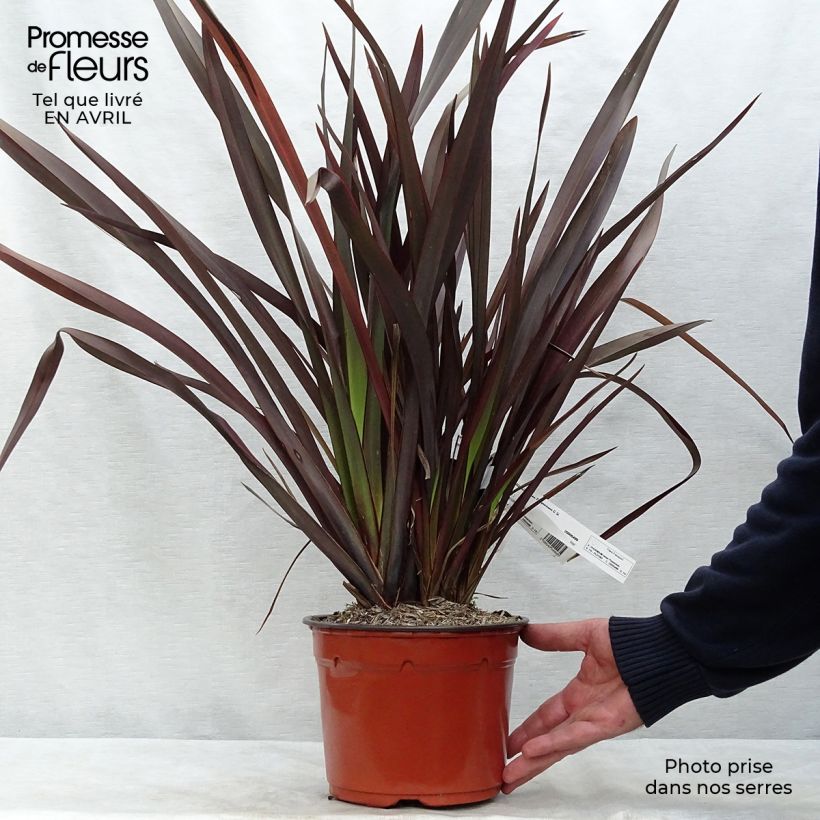 Exemplar von Phormium tenax Purpureum - Roter Neulseeländischer Flachs Topf mit 2L/3L wie im Frühjahr geliefert