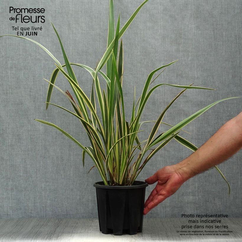 Exemplar von Phormium tenax Variegatum Topf mit 2L/3L wie im Sommer geliefert