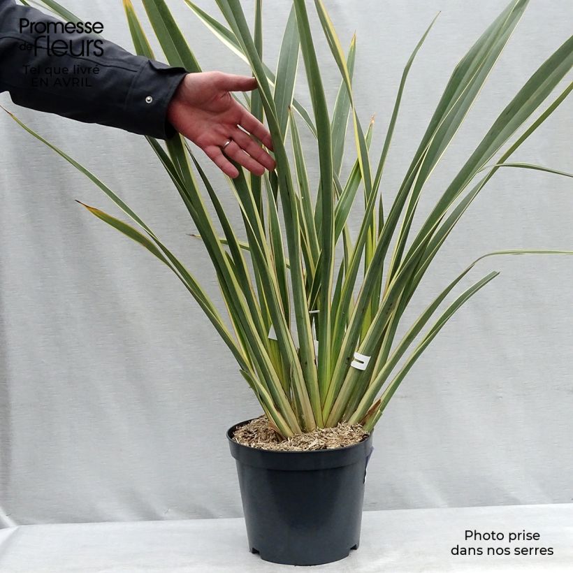 Exemplar von Phormium tenax Variegatum Topf mit 7,5L/10L wie im Frühjahr geliefert