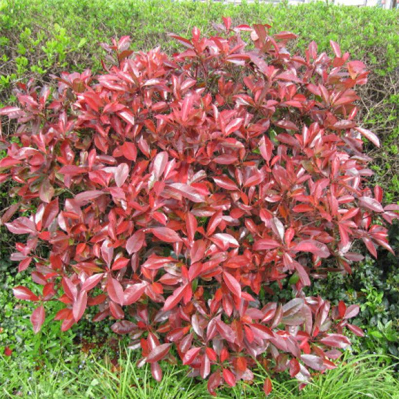 Zwerg Glanzmispel Little Red Robin - Photinia fraseri (Plant habit)