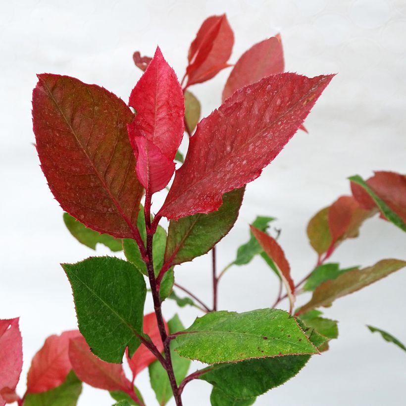 Zwerg Glanzmispel Little Red Robin - Photinia fraseri (Foliage)