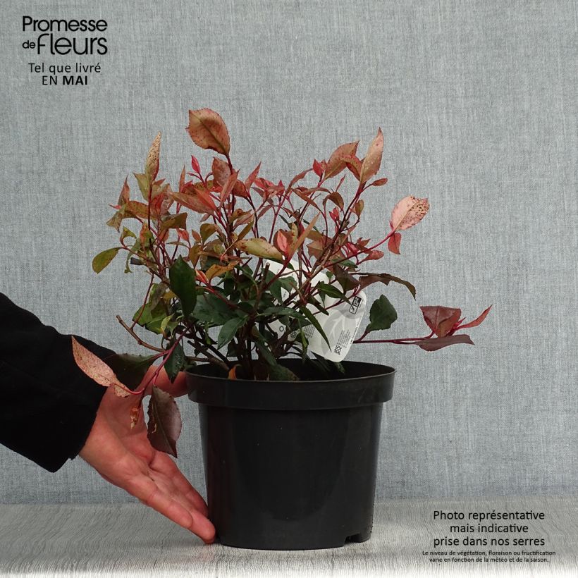 Example of Zwerg Glanzmispel Little Red Robin - Photinia fraseri Topf mit 2L/3L as you get in printemps