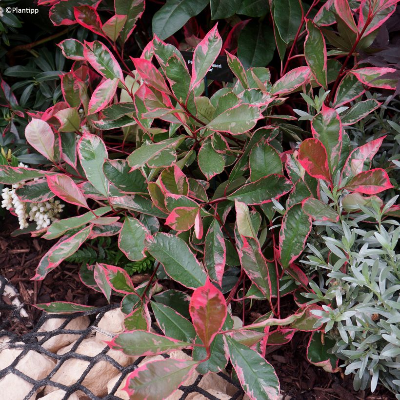 Rote Glanzmispel Louise - Photinia fraseri (Plant habit)