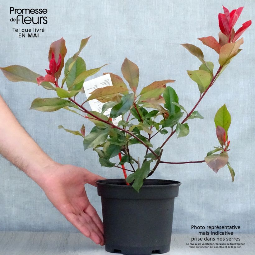 Example of Rote Glanzmispel Camilvy - Photinia fraseri Topf mit 2L/3L as you get in printemps