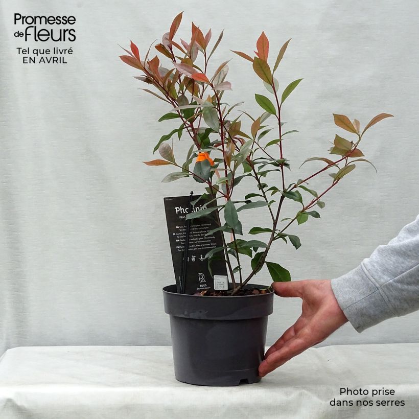 Example of Rote Glanzmispel Carré Rouge - Photinia fraseri Topf mit 2L/3L as you get in printemps