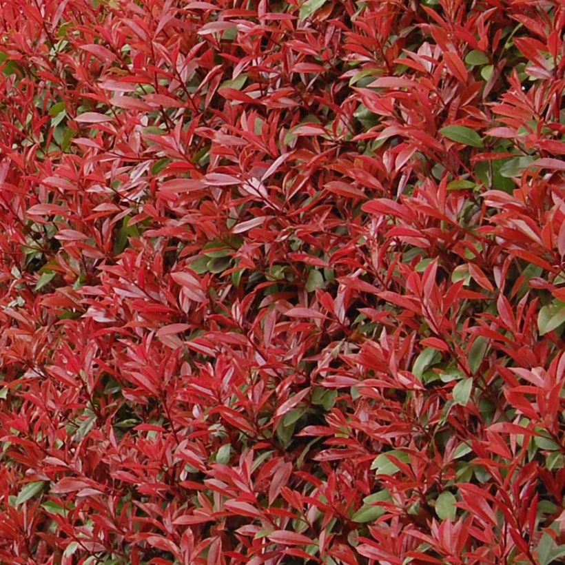 Rote Glanzmispel Carré Rouge - Photinia fraseri (Foliage)
