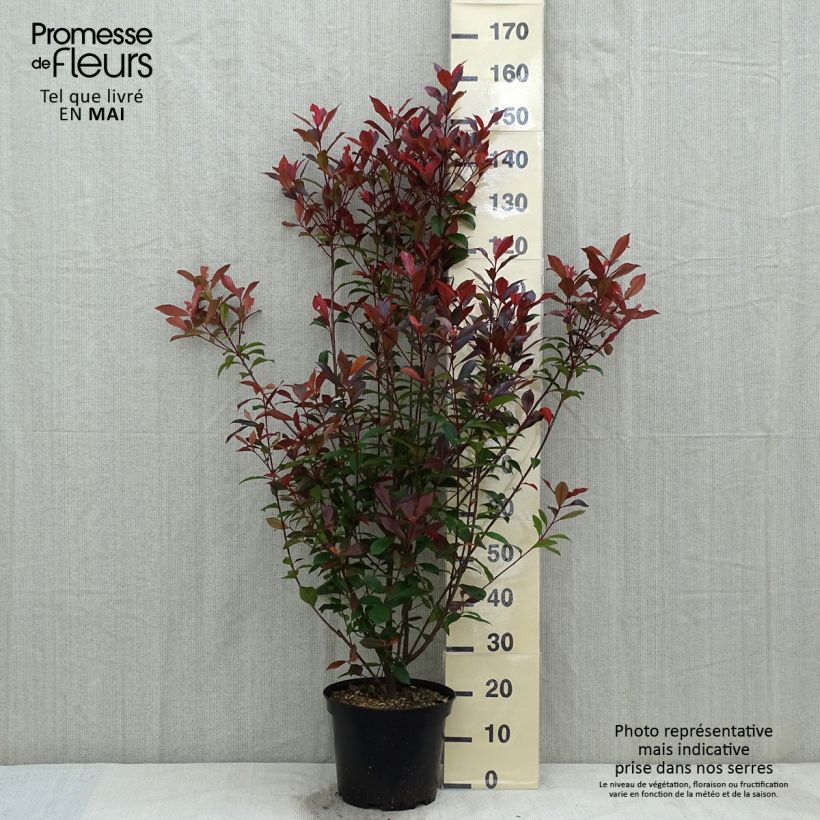 Example of Rote Glanzmispel Carré Rouge - Photinia fraseri Topf mit 7,5L/10L as you get in printemps