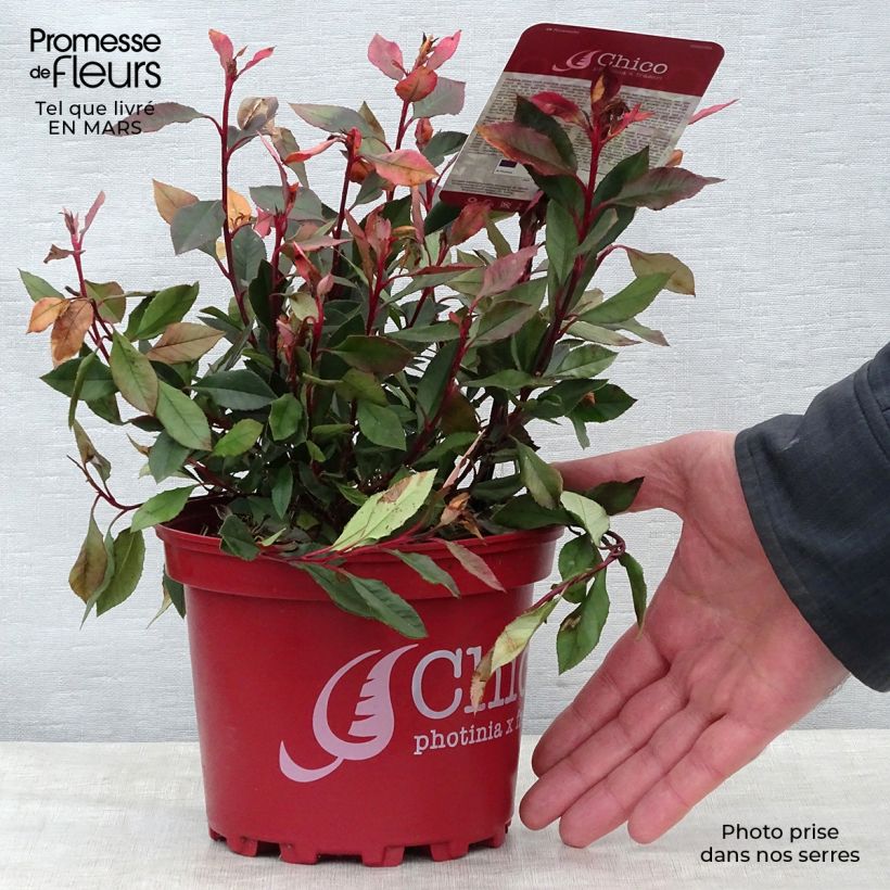Exemplar von Glanzmispel Chico - Photinia fraseri Topf mit 2L/3L wie im Frühjahr geliefert