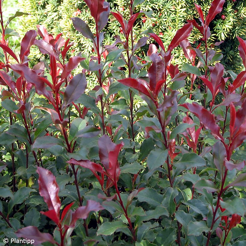 Zwerg Glanzmispel Corallina - Photinia fraseri (Laub)
