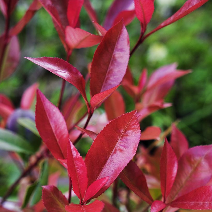 Rote Glanzmispel Devil's Dream - Photinia fraseri (Foliage)