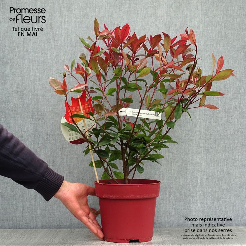 Example of Rote Glanzmispel Devil's Dream - Photinia fraseri Topf mit 2L/3L as you get in printemps