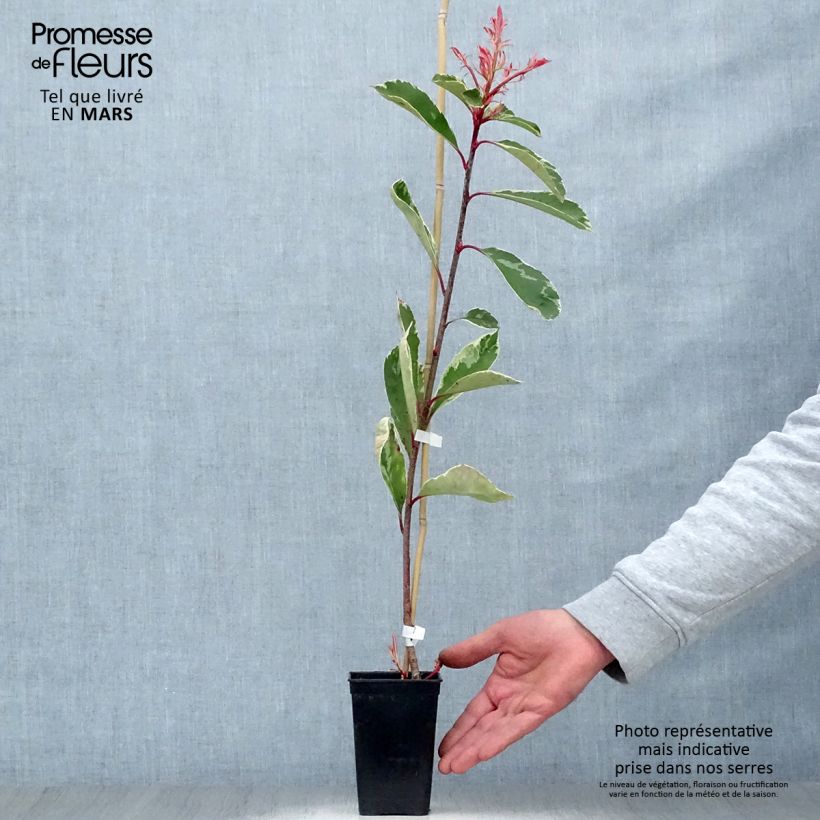 Example of Weißgrüne Glanzmispel Pink Marble - Photinia fraseri Topf mit 1L/1,5L as you get in printemps