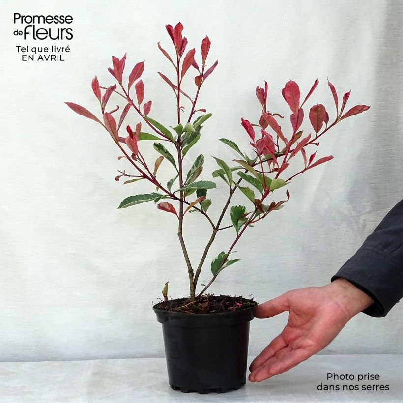 Example of Weißgrüne Glanzmispel Pink Marble - Photinia fraseri Topf mit 2L/3L as you get in printemps