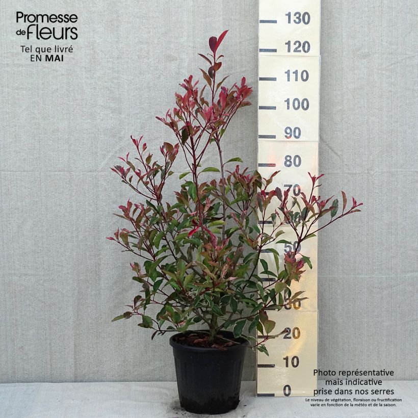 Example of Weißgrüne Glanzmispel Pink Marble - Photinia fraseri Topf mit 7,5L/10L as you get in printemps