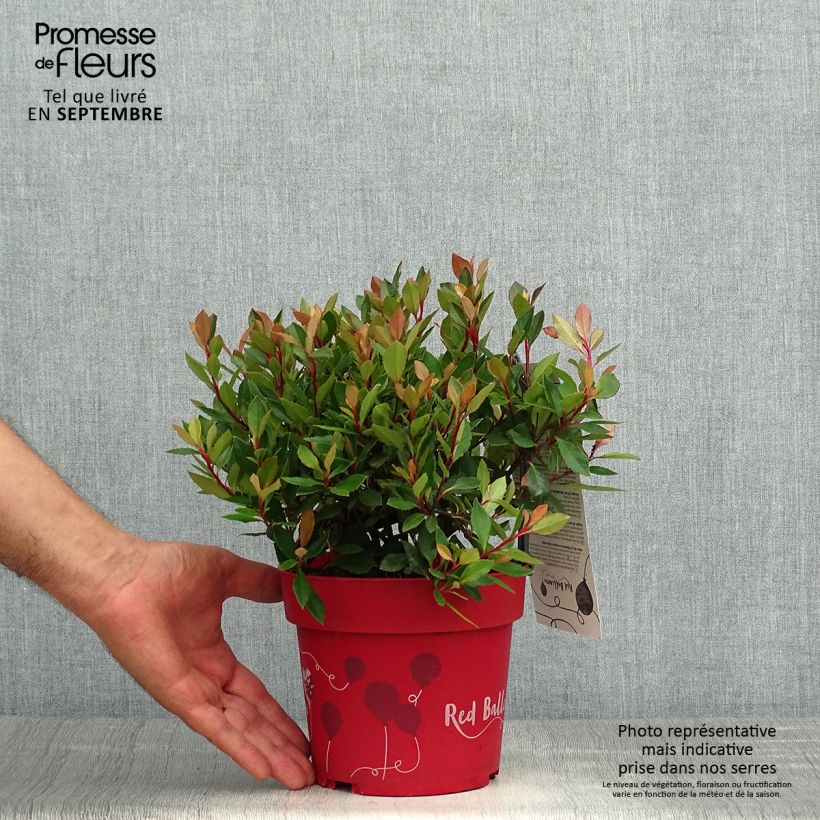 Exemplar von Photinia fraseri Red Ballcoon Pot de 2L/3L wie im Herbst geliefert